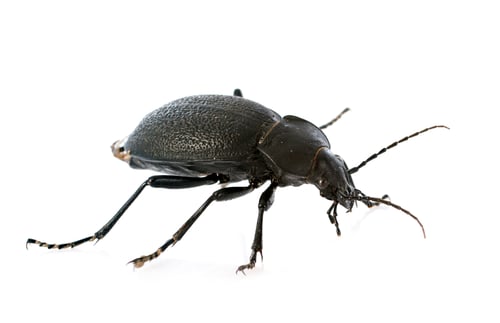 Preview: Carabus coriaceus