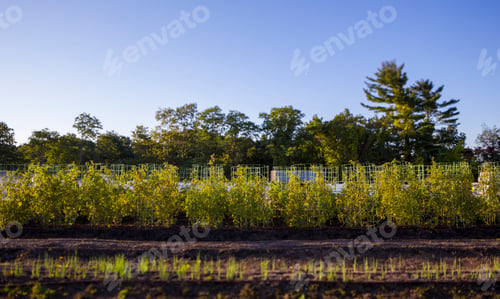 Preview: Vegetables growing on an organic farm, close up.