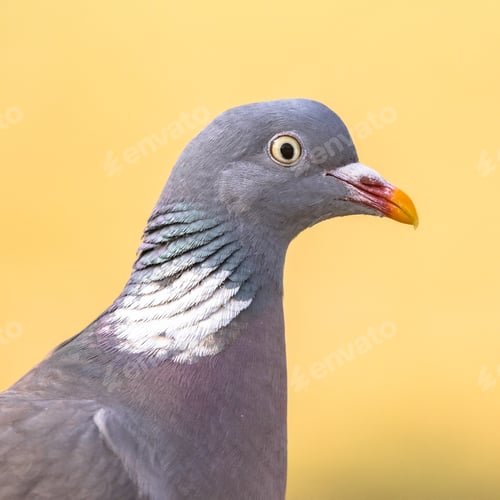 Preview: Headshot Portrait of Wood pigeon bright background
