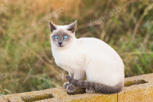 Preview: Pets and pedigree animals concept - Portrait of the siamese cat with blue eyes