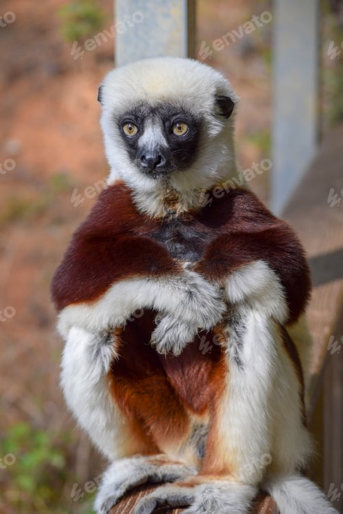 Preview: Lemur posing on a railing