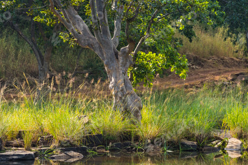 Preview: Forest of Panna National Park, India.