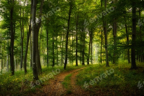 Preview: Trail across dreamy autumn forest