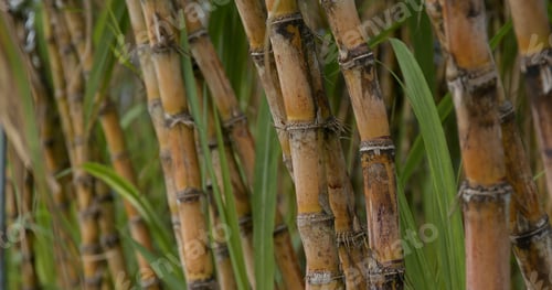 Preview: Sugar cane farm