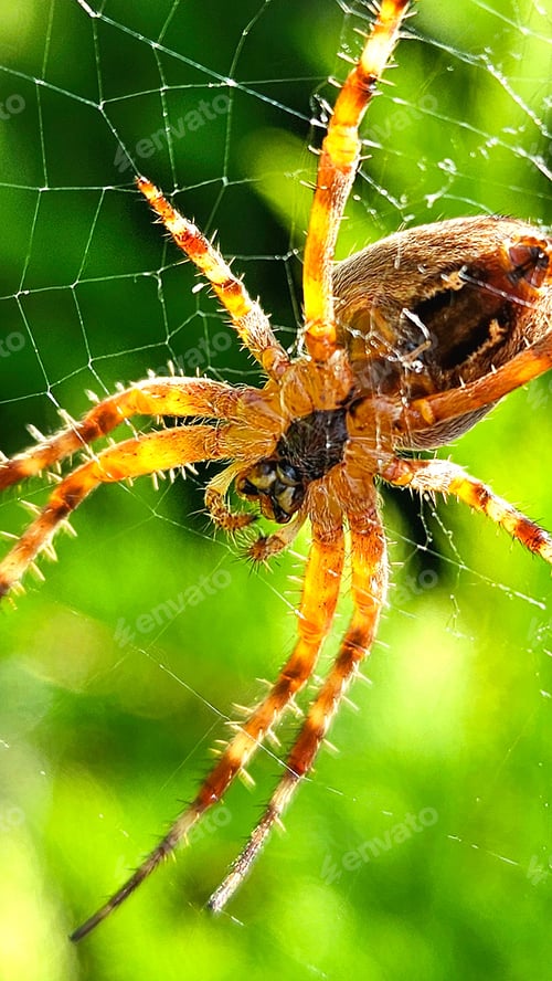 Preview: Macro shot of a large brown spider with long, hairy legs sits in the center of a web