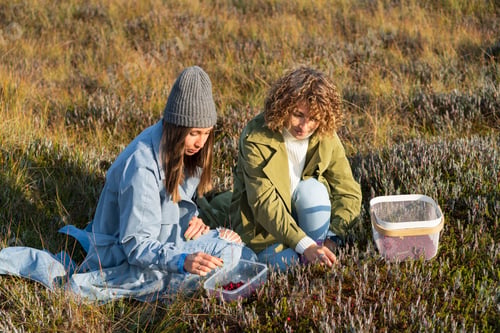Preview: Young women picking cranberries on swamp. Two girls autumn weekend gathering berries in countryside