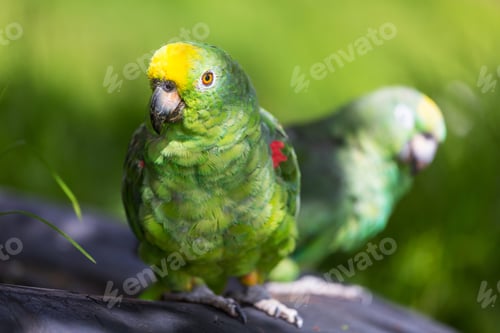 Preview: Parrot