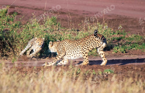 Preview: A Beautiful Wildlife photography pictures
