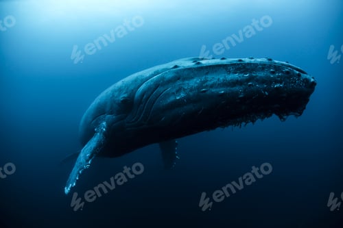 Preview: Humpback whale (Megaptera novaeangliae) swimming in the deep, Roca Partida, Revillagigedo, Mexico