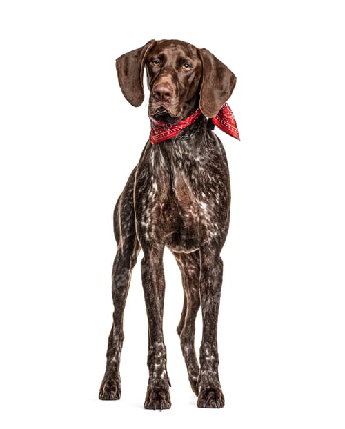 Preview: German Shorthaired Pointer, isolated on white