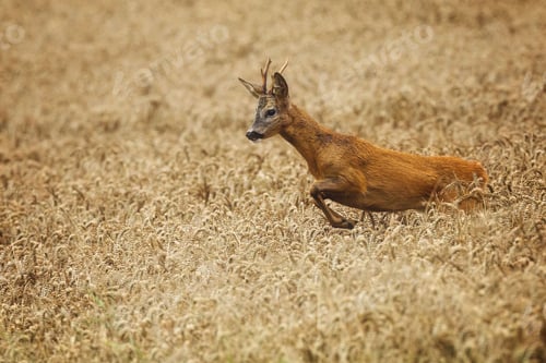 Preview: Deer leaping through golden wheat field