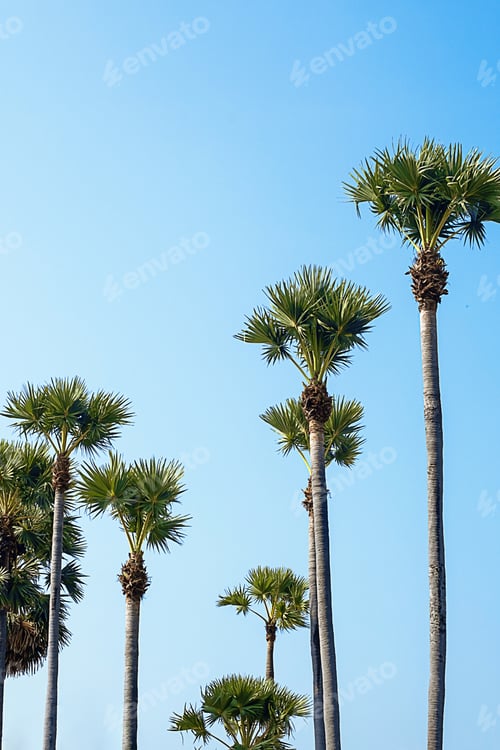 Preview: Tropical palm trees against blue sky. Summer vacation or travel concepts.
