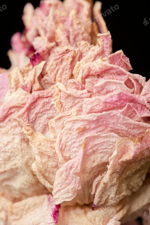 Preview: Dried pink peony flower on a black background
