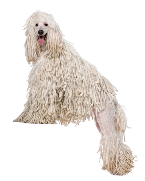 Preview: White Corded standard Poodle standing in front of white background