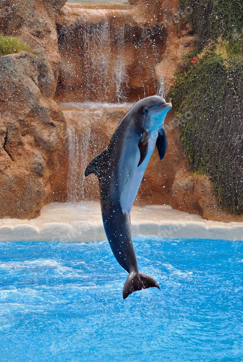Preview: Animals photography. Young dolphin acrobat demonstrate their skills. ❤️ nominated 💔