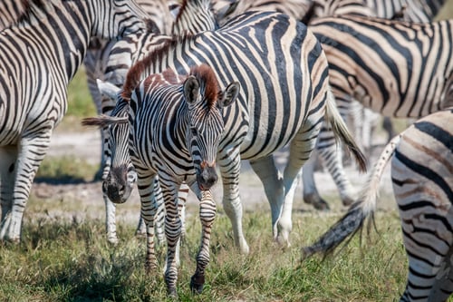 Preview: Baby Zebra in between a herd.