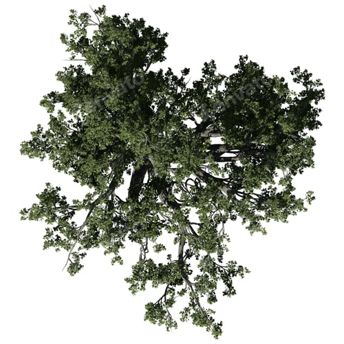 Preview: Banyan Tree top view isolated on white background