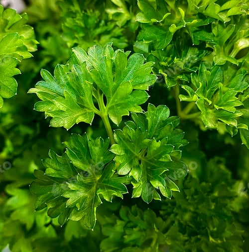 Preview: Curly parsley background. Plantation of greenery close-up. Food background of green parsley leaves,