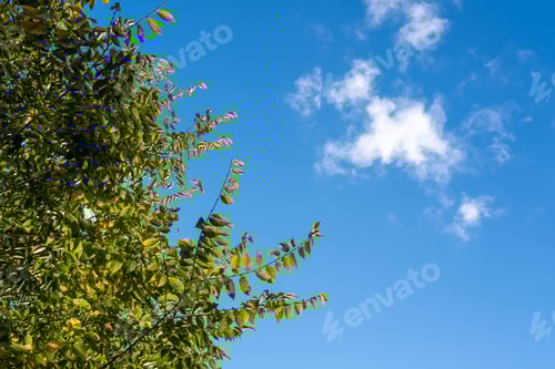 Preview: Blue sky with fluffy thin white clouds and a tree crown with green leaves, bottom view
