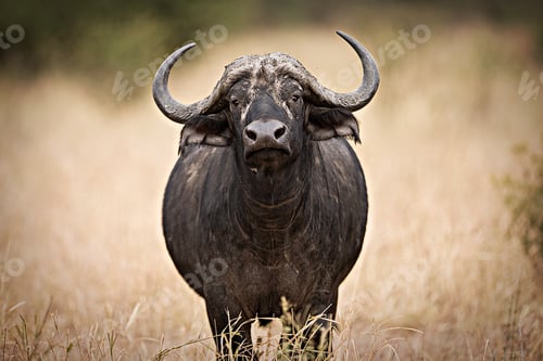 Preview: Wild Cape Buffalo in East Africa