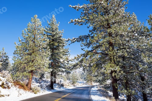 Preview: Road in winter forest