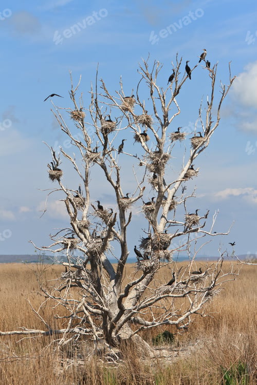 Preview: cormorant nests in a tree