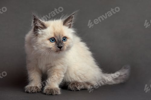 Preview: Cute fluffy kitten against gray background. Space for text