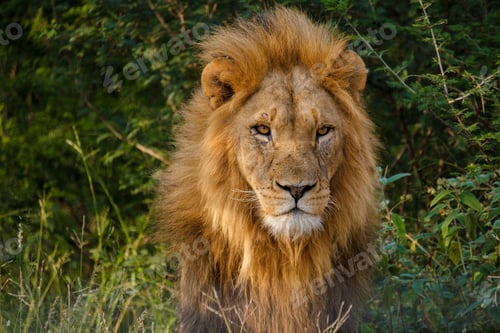 Preview: African Lions during safari game drive in Kruger National park South Africa
