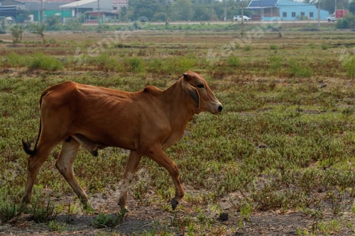 Preview: Cow in the green grass
