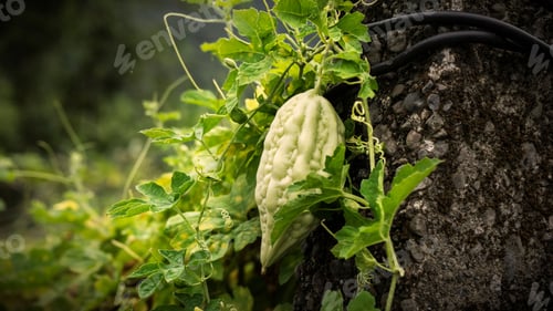 Preview: Close-up of a bitter melon with leaves against a tree trunk