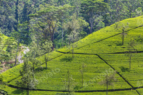 Preview: Tea plantation