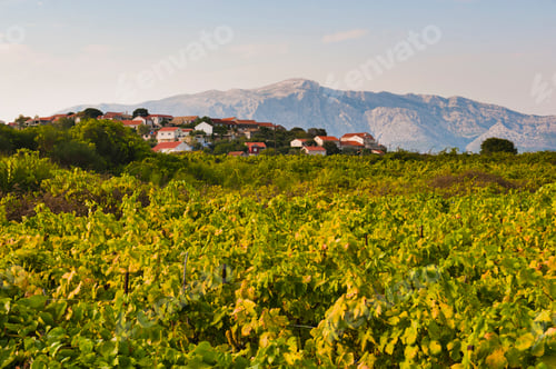 Preview: Photo of a grape wine vineyard, Lumbarda, Korcula Island, Dalmatia (Dalmacija), Croatia