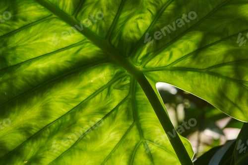 Preview: Green leaf background