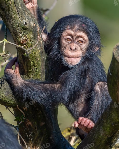 Preview: Young Chimpanzee Climbing a Tree