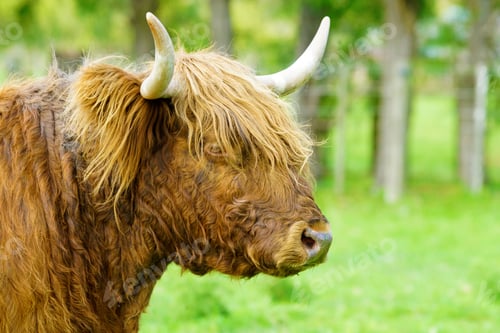 Preview: Highland cow standing in a grassy meadow