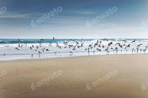Preview: Facing the ocean