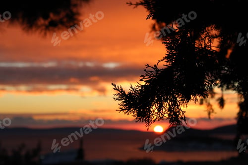Preview: Scenic view of the orange sunset visible through tree branches