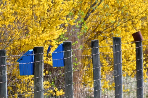 Preview: Eastern blue bird sitting between two bright blue birdhouses with bright yellow forsythia bushes