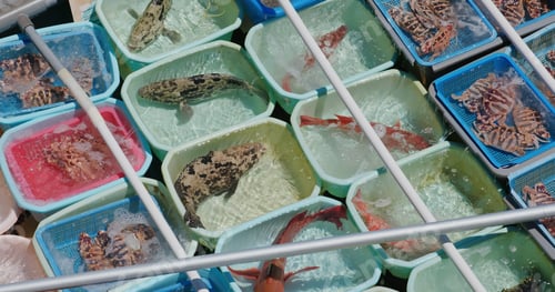 Preview: Sell seafood on fisherman boat