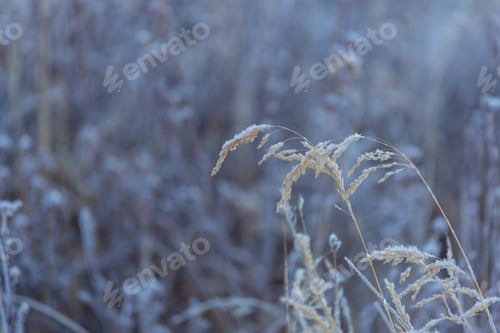 Preview: Frozen meadow