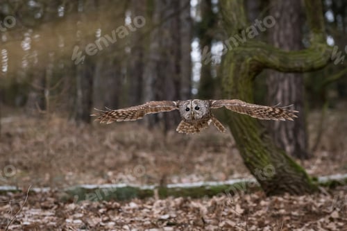 Preview: Tawny owl, Strix aluco in forest