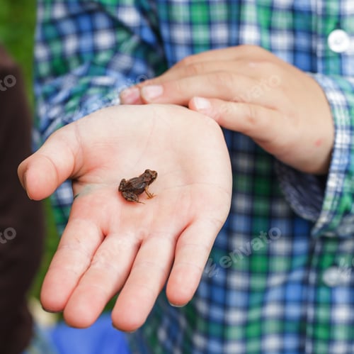 Preview: Boy holds in the palm of a small frog