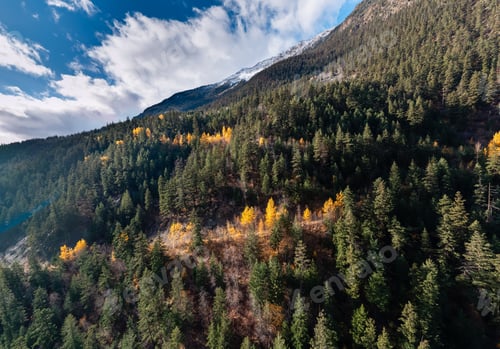 Preview: Autumn Forest on Mountain Slope in BC Canada With Golden Pines and Snow-Capped Peak