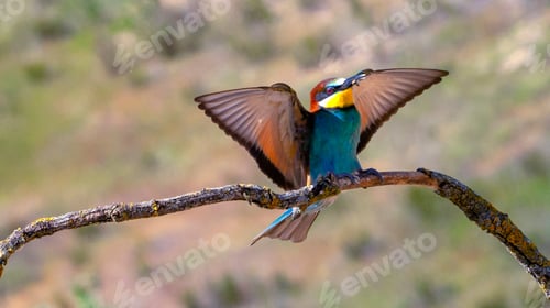 Preview: Bee-eater
