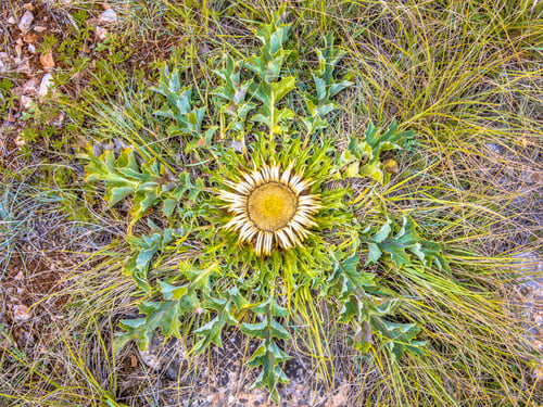 Preview: Stemless carline thistle