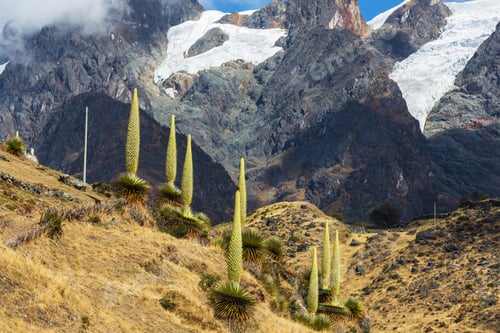 Vorschau: Puya