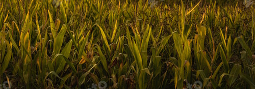 Preview: Closeup shot of cornfield