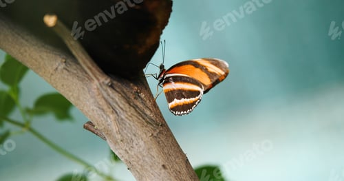 Preview: Picture of beautiful colorful butterfly on tree