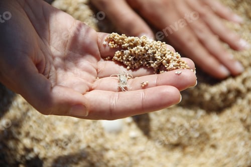 Preview: A transparent crab on the beaches of Kuta, Lombok