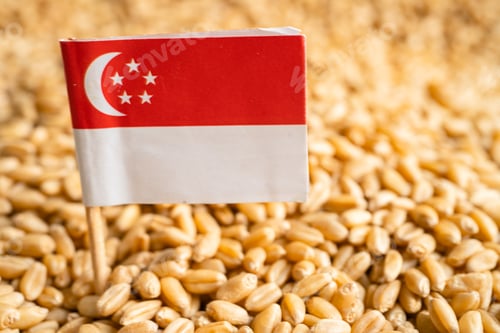 Preview: Grains wheat with Singapore flag, trade export and economy concept.